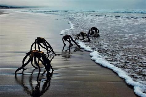 Just Learned About Sea Spiders 9gag
