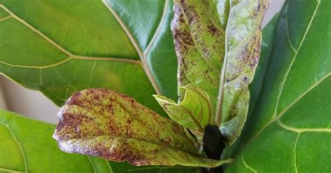 Brown Spots On My Fiddle Leaf Fig Help Fiddle Leaf Fig Fiddle Leaf