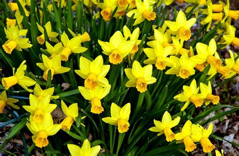 Photo Daffodils Flowers Flower Bed Spring Free Pictures On Fonwall