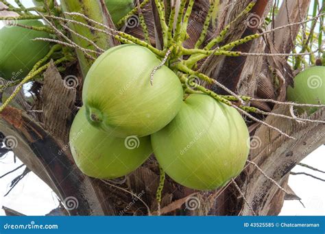 Bunch Coconut Stock Image Image Of Background Thai 43525585