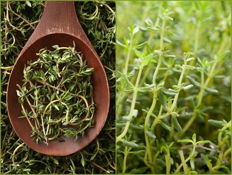 Thyme Varieties How To Grow Different Types Of Thymes