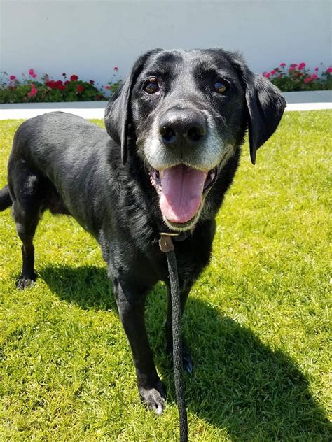 There are 95 dog friendly activities in san diego. Labrador Retriever dog for Adoption in San Diego, CA. ADN ...