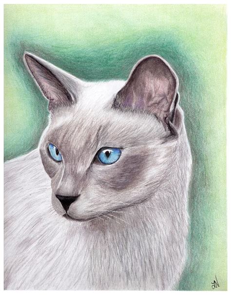 Siamese Cat Drawing By Lynette Vinck Fine Art America