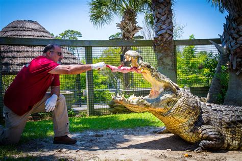 Photo Gallery Alligator Adventure