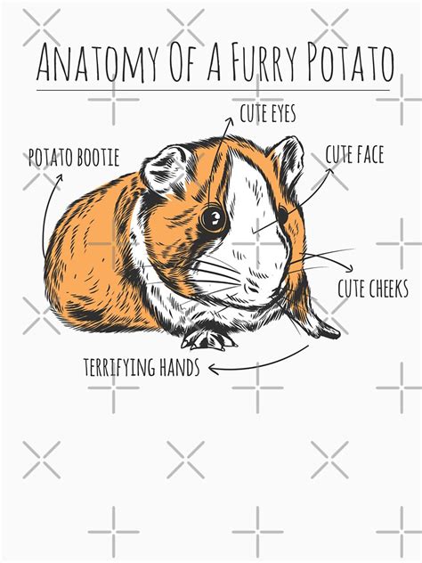 Anatomy Of A Furry Potato Funny Guinea Pig T Shirt For Sale By