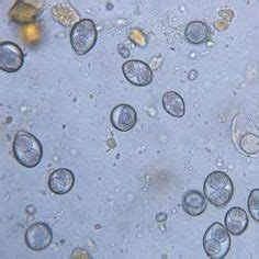 Baycox (toltrazuril) although unlicenced for treatment of cats eliminates coccidia within three treatment days and is available from veterinarians as a 2.5% solution. These are coccidia, parasite eggs that can make your pet ...