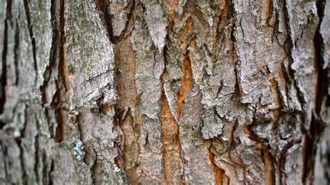 42 Tree Bark Wallpapers Wallpapersafari