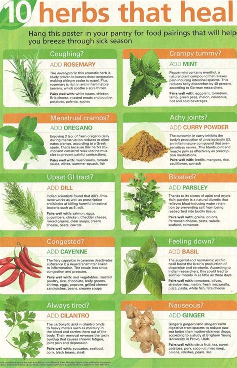 Infographic 10 Herbs That Heal Infographic A Day