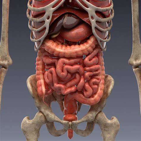 Animated Internal Organs Skeleton Human Anatomy Human Body Anatomy