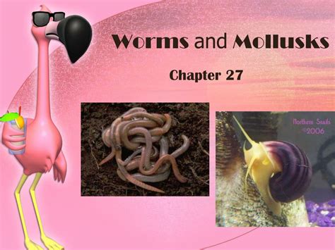 Ppt Worms And Mollusks Powerpoint Presentation Free Download Id5816325