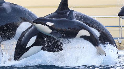 Wikie The Orca Whale Learns To Imitate Human Language