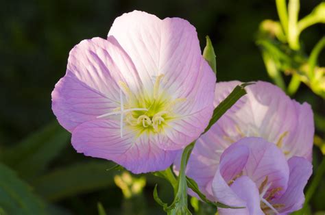 Why You Shouldnt Plant Pink Evening Primrose In Your Yard