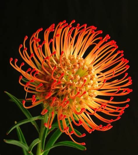 Click here for the combination essences. 721 best images about South African Plants on Pinterest