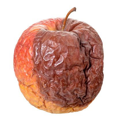 Royalty free, predesigned apple image clipart illustrations. Rotten Apple Stock Photo - Download Image Now - iStock