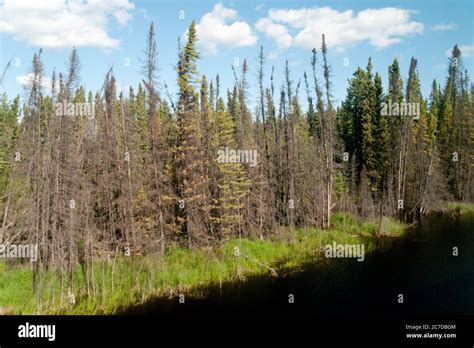 Wetlands Bog And Coniferous Forest In The Remote Boreal Forest
