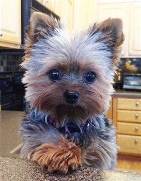 151 Extremely Cute Yorkie Haircuts For Your Puppy Teacup Yorkie Puppy