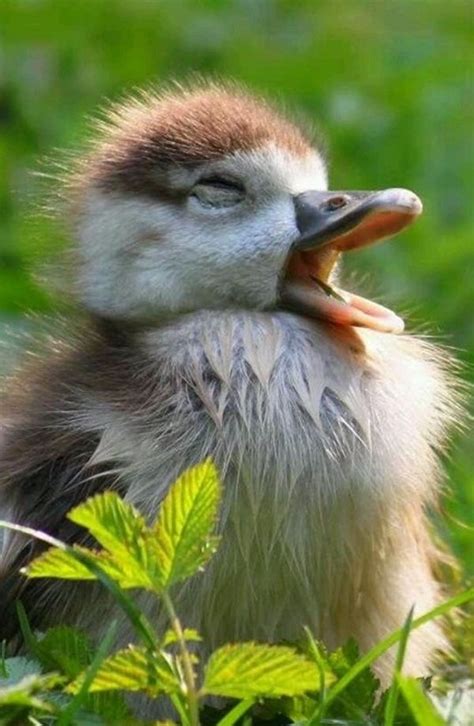 60 Cute Baby Duck Pictures To Make You Say A Animals Duck