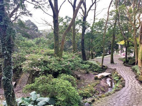 Cherry Blossoms Yangmingshan National Park In Taiwan Altheas Adventures