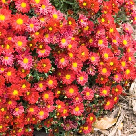 Mammoth Red Daisy Garden Mum Buy At Nature Hills Nursery