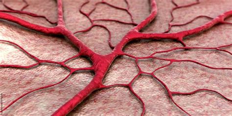 Angiogenesis Light Shows Blood Vessels The Way