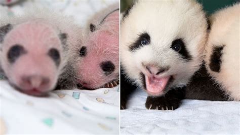 Twin Panda Cubs At Zoo Atlanta 7 Things To Know About Pandas Abc News