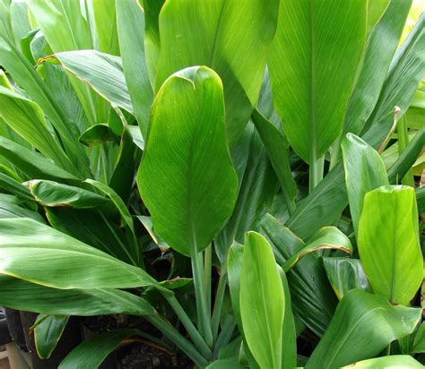 The hawaiian ti plant, also known as cordyline, is famous in hawaii for its ability to bring good luck. HAWAIIAN GREEN TI LEAF PLANT 2 LOGS Per Pack Cordyline ...