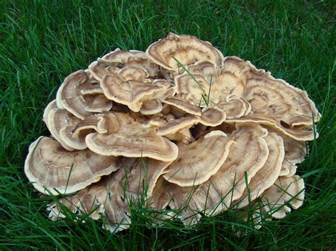 Lawn fungus | Great big oyster-type lawn mushroom -- 34 cm a… | Flickr gambar png