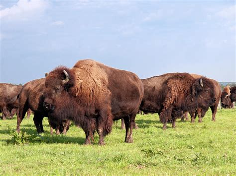 Herd Of American Buffalo Bison Photograph By Stockcam Pixels