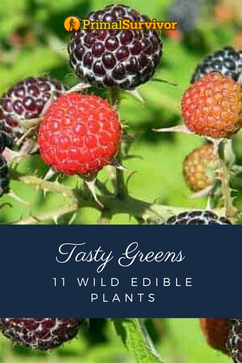 Tasty Greens 11 Wild Edible Plants For Survival Wild Edibles Edible