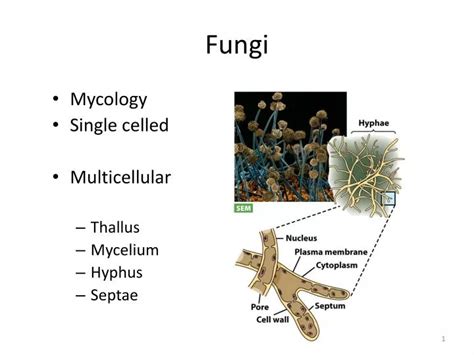Ppt Fungi Powerpoint Presentation Free Download Id2130903