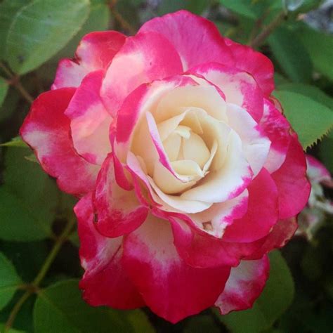 Cherry Parfait™ Grandiflora Rose