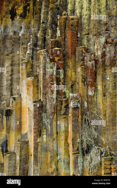 Lichen Covered Columnar Basalt At Soda Springs On The North Umpqua