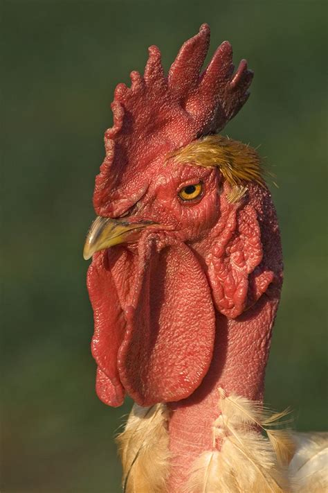 27 Best Naked Neck Chickens Images On Pinterest Breeds Of Chickens