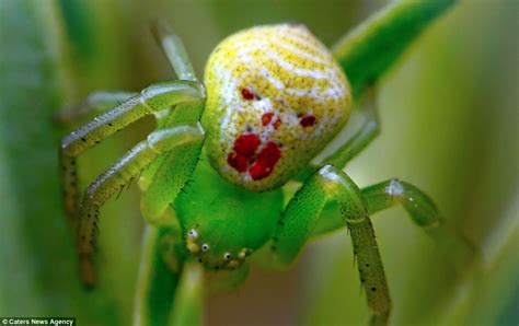 Face It Its A Bugs Life Stunning Photos Show Colourful Markings