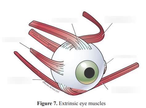 Extrinsic Eye Muscles Diagram Quizlet