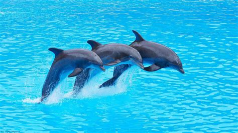 Dolphins Jumping Wallpapers Wallpaper Cave