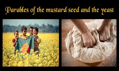 Pin By Maryanne On Parable Of The Mustard Seed Jesus Faith 11216 Mustard Seed Parables Seeds