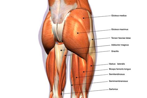 Gluteus Anatomy And Effective Exercises For Your Training