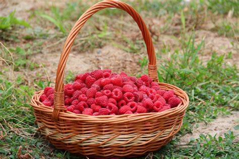 Raspberries In Basket · Free Stock Photo