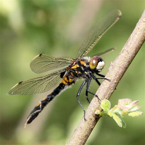 Female Dragonflies Fake Deaths To Avoid Males