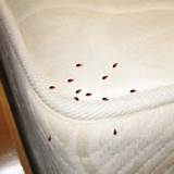 Cheap Home Remedies For Bed Bugs