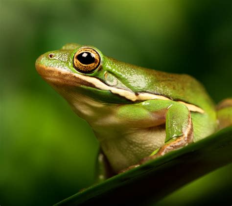 American Green Tree Frog Malta National Aquarium