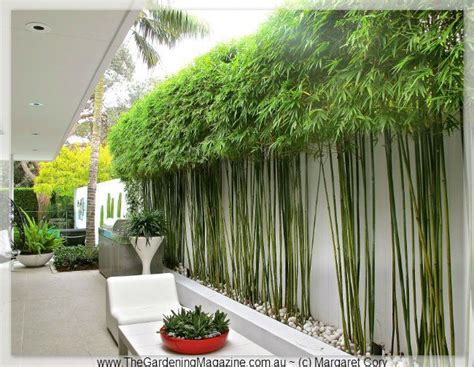 Get inspired by these 30 tips and design ideas. best bamboo to use as a landscape screen - Google Search ...
