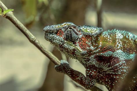 A Chameleon Species That Is Endemic To Wild Nature Madagascar Stock