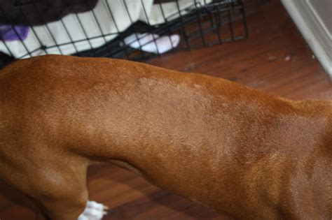 Help Bumps On Back Under Fur Boxer Forum Boxer Breed Dog Forums