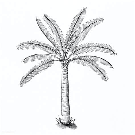 Hand Drawn A Palm Tree Illustration Premium Image By