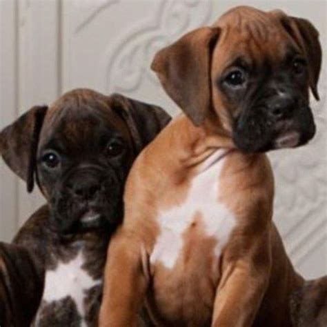 The 14 Cutest Boxer Puppies That Will Make Your Day Artofit