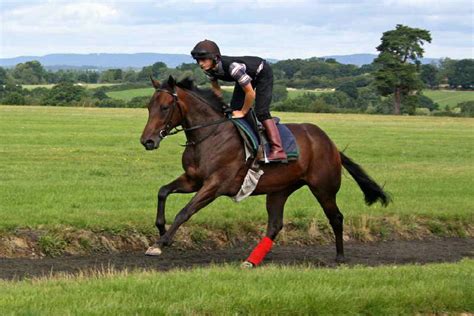 A Horse On The Gallops Which Is Training Ground For Racehorses Heart