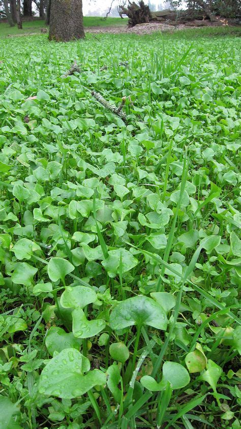 Miners Lettuce One Of My Favorite Wild Edible Salad Greens Wild
