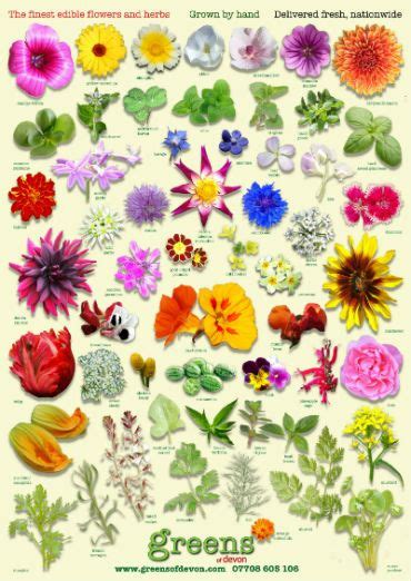 40 Edible Flowers And How To Use Them Artofit